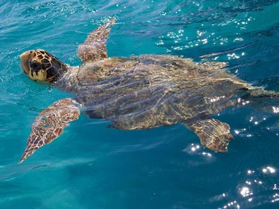 shutterstock 47938168